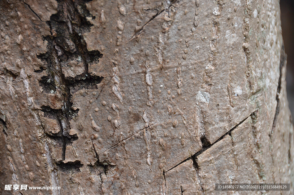 树干上的黑色神秘刻痕