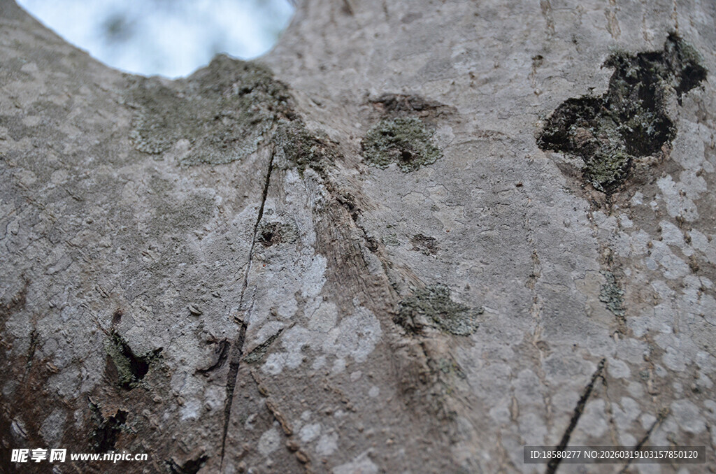树皮上的奇特昆虫痕迹