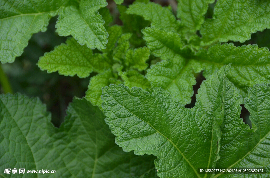 翠绿鲜嫩的植物叶片特写