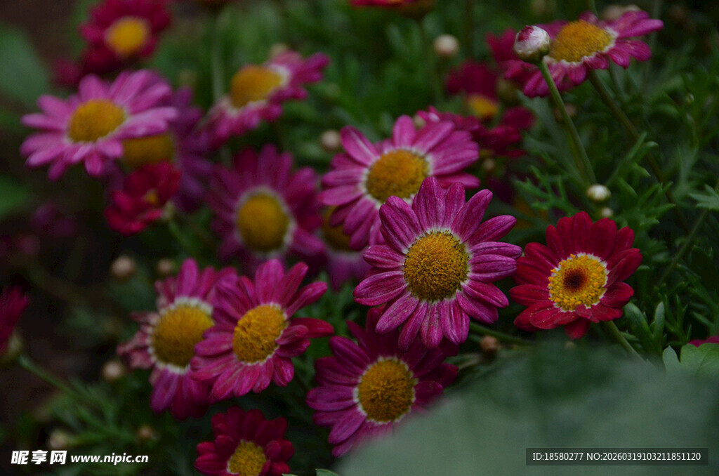 娇艳粉色雏菊绽放
