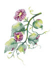 手绘中药素材牵牛花