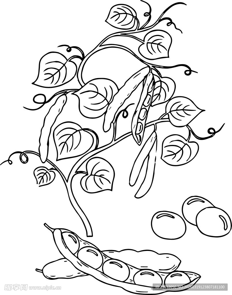 绿豆线条矢量图