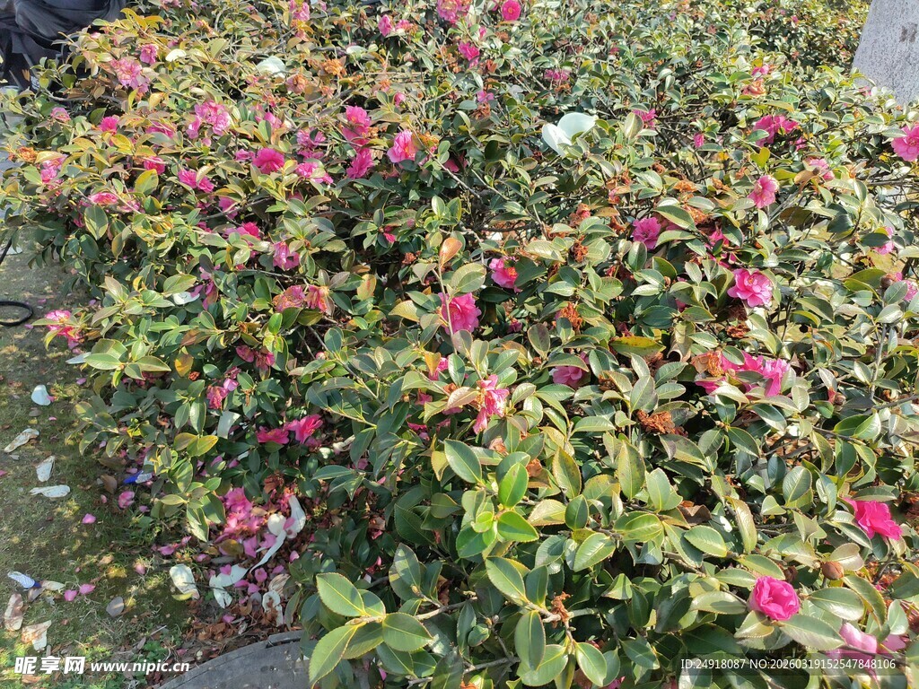 繁花盛开的美丽植物景观