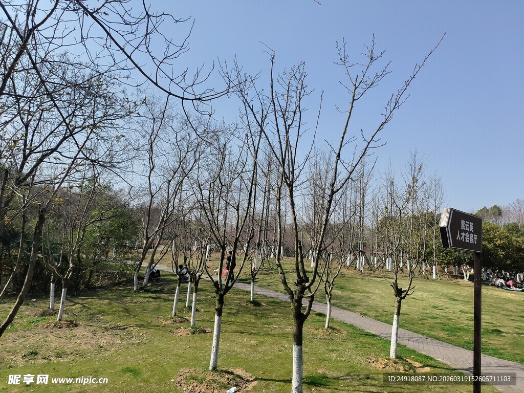 冬日公园的静谧林间小道