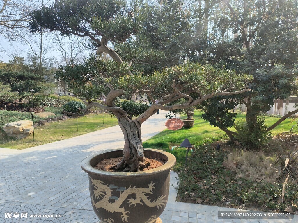 古朴盆景置于户外庭院