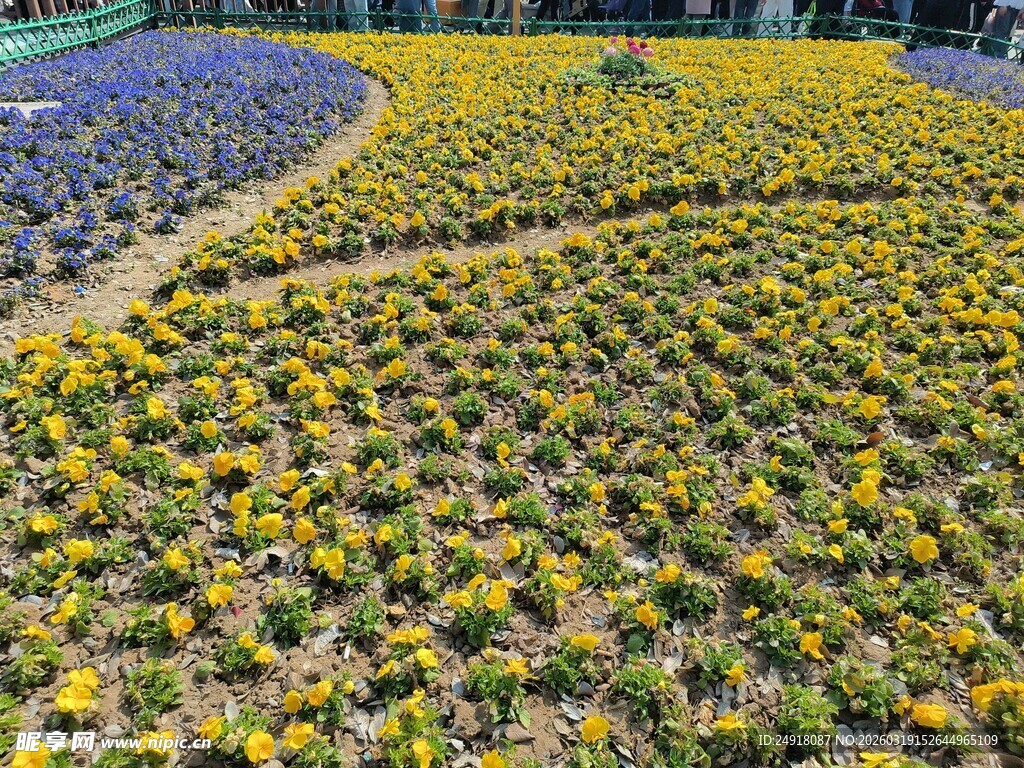 绚烂花海 色彩斑斓的美景