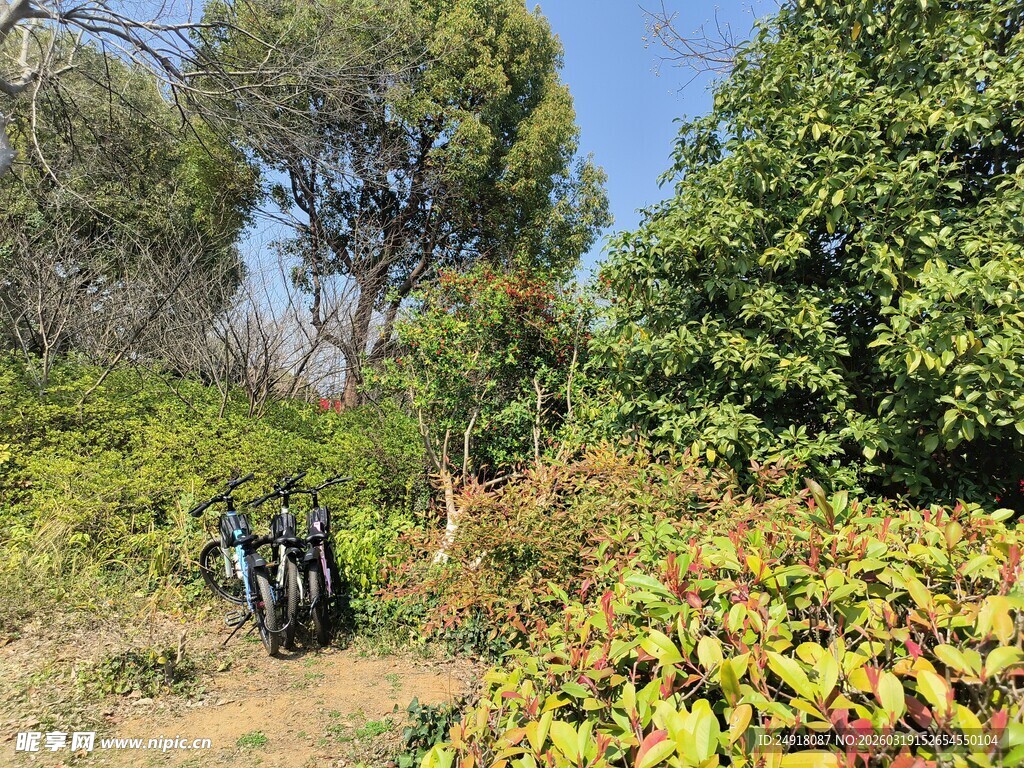 林间停放的自行车