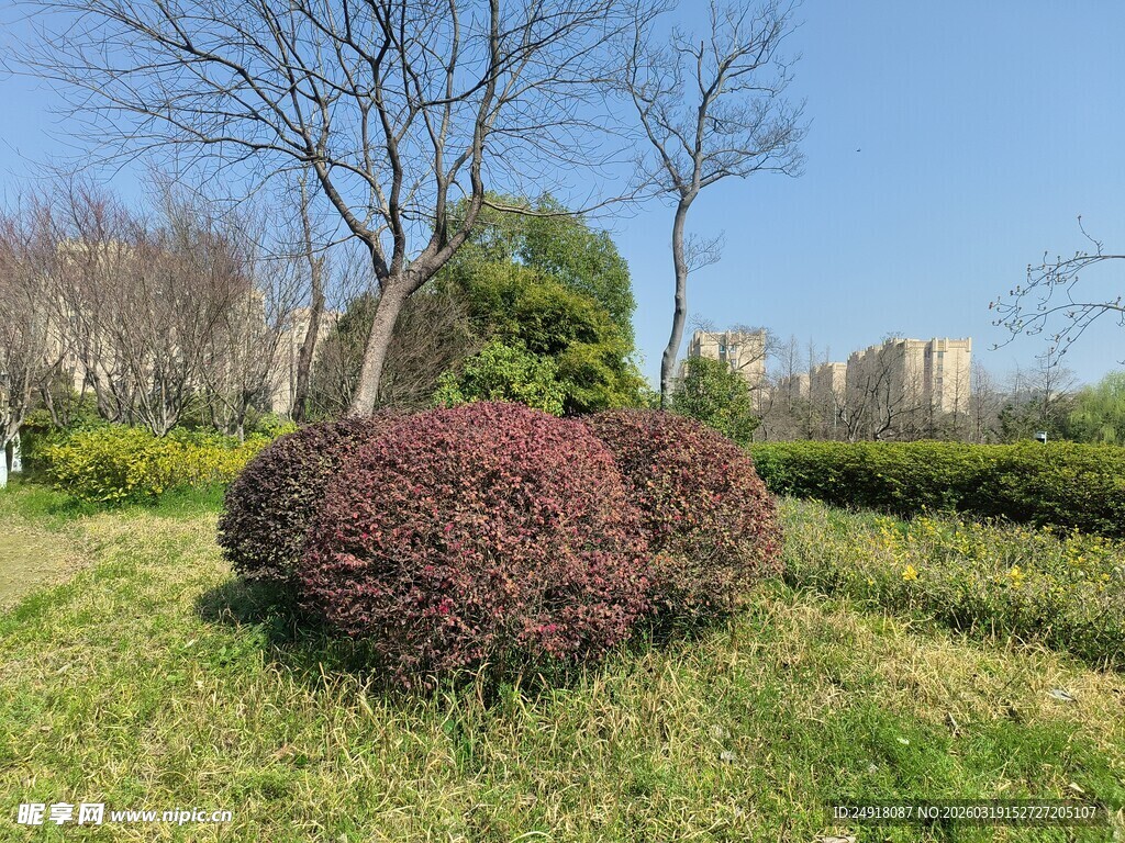 公园中的多彩灌木景观