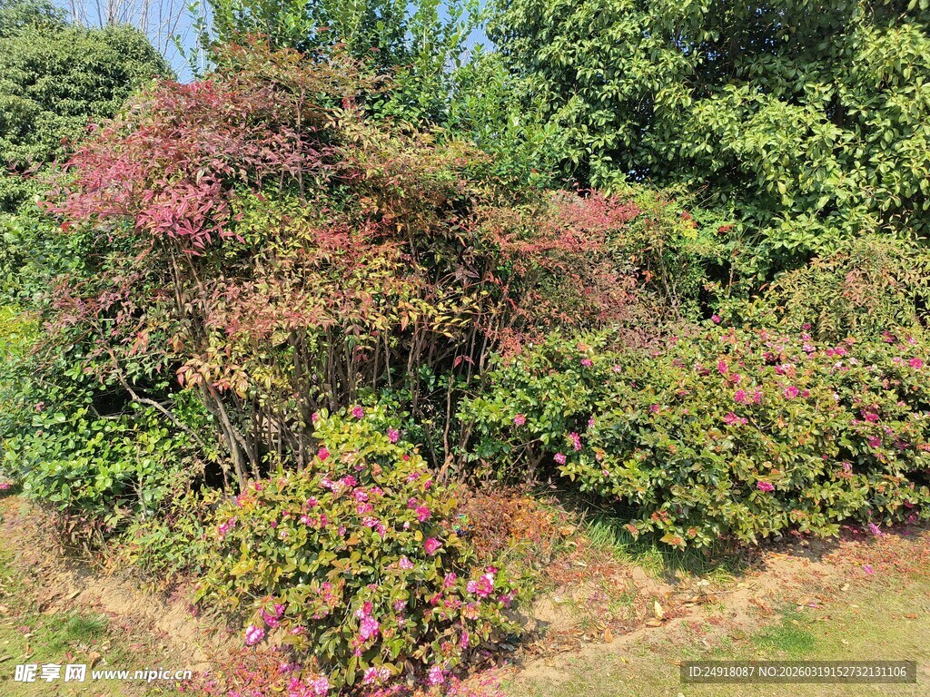 多彩灌木丛景观