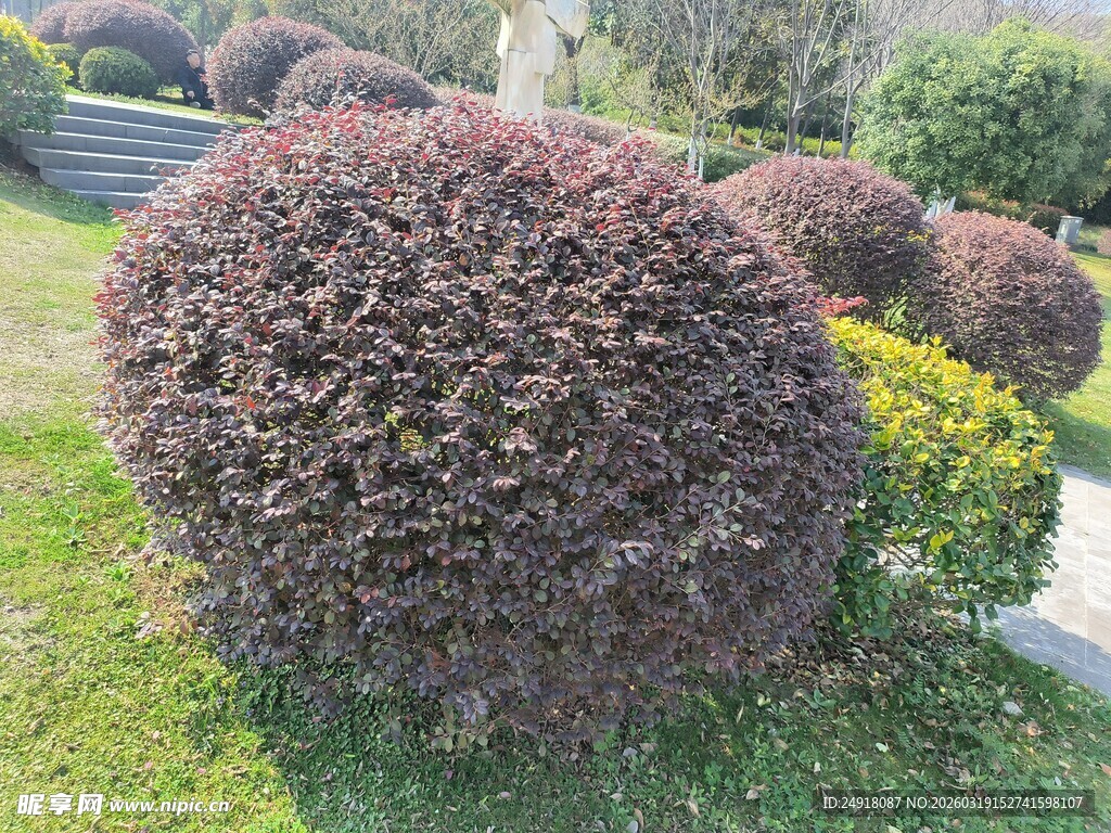 紫叶灌木球景观
