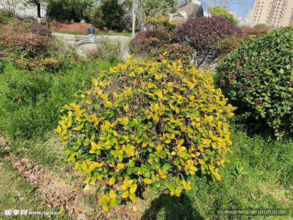 金黄绚丽的球状灌木植物
