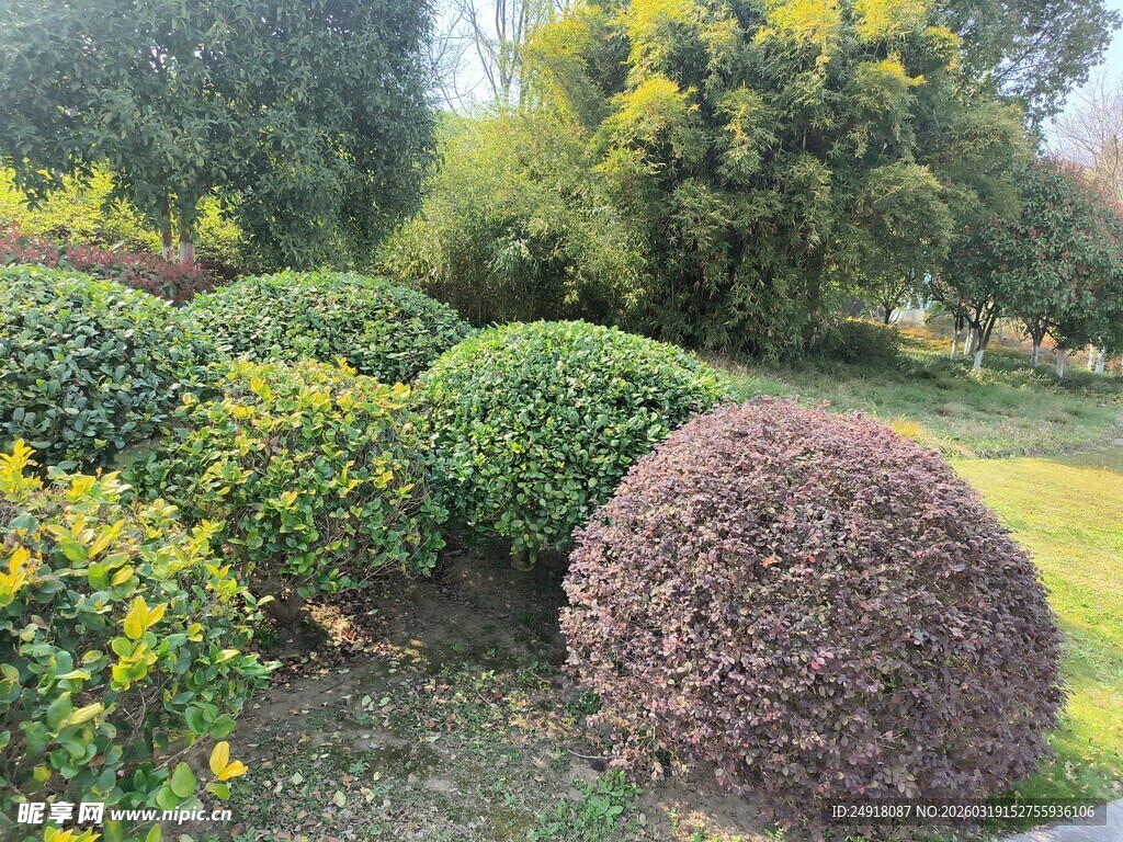 花园中的多彩灌木景观