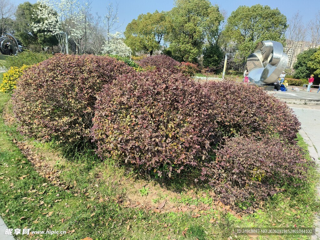 路边紫叶灌木丛景观