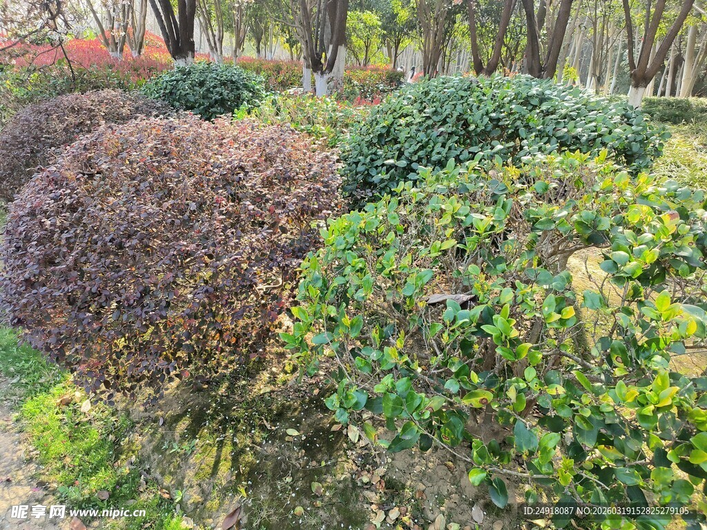 多彩灌木园林景观