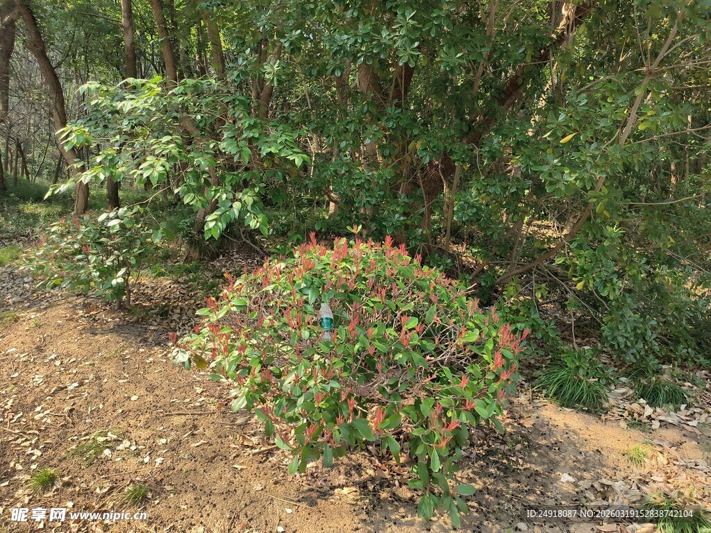 绿叶间多彩灌木景观