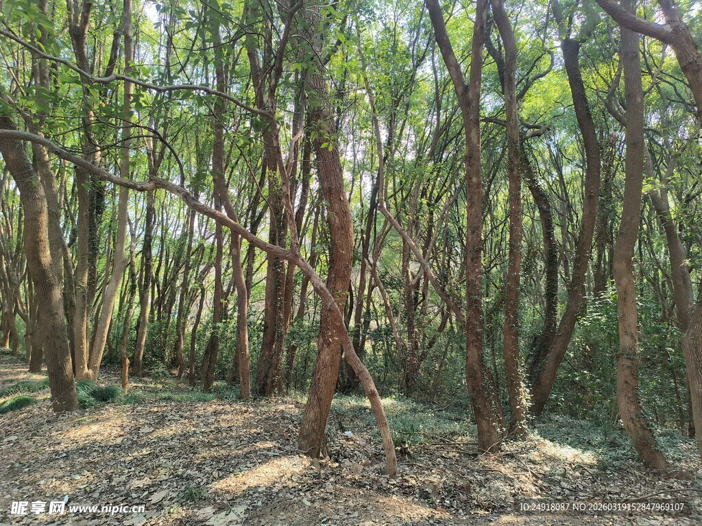 茂密树林中的自然景致