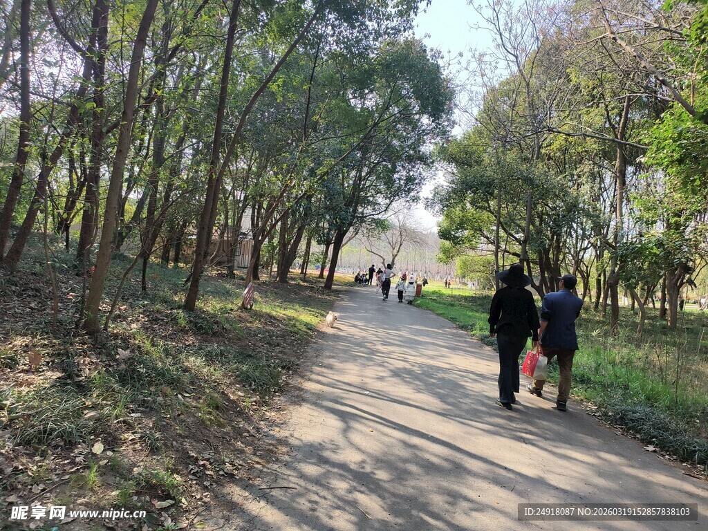 林间漫步道上的行人身影