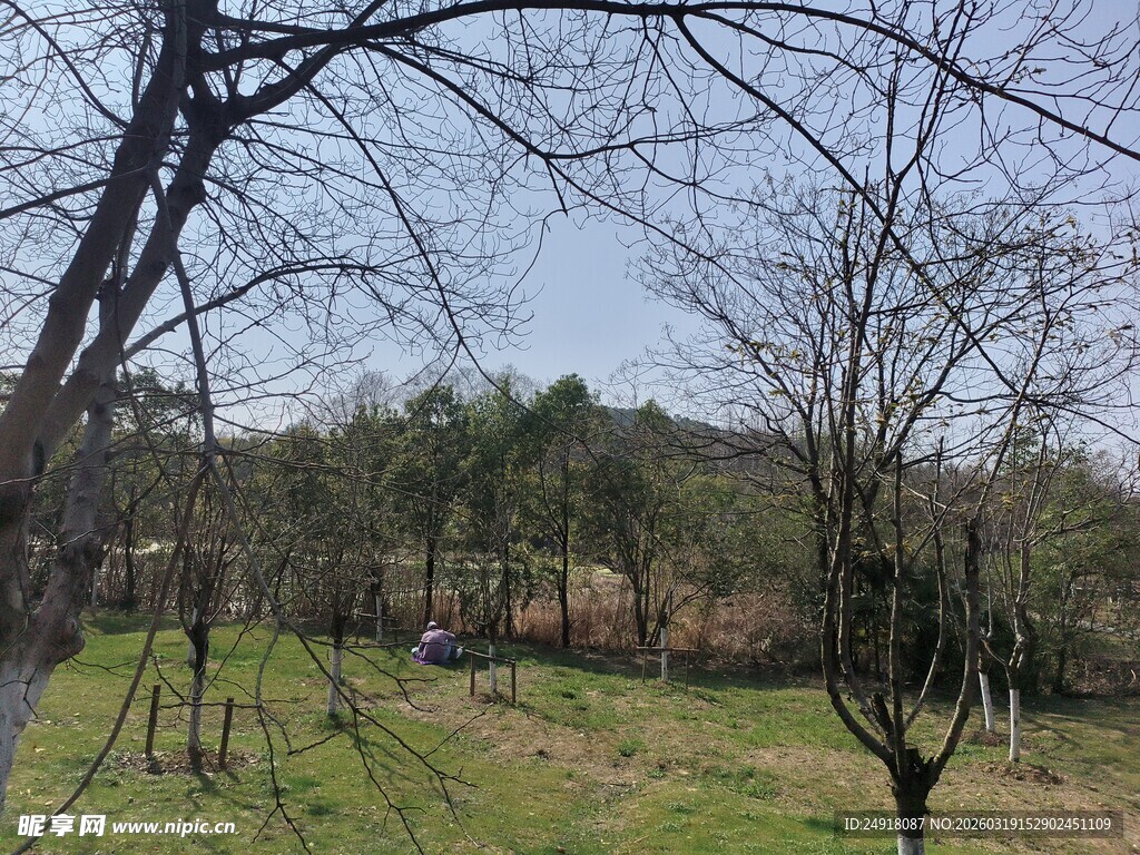 春日郊野树林风景