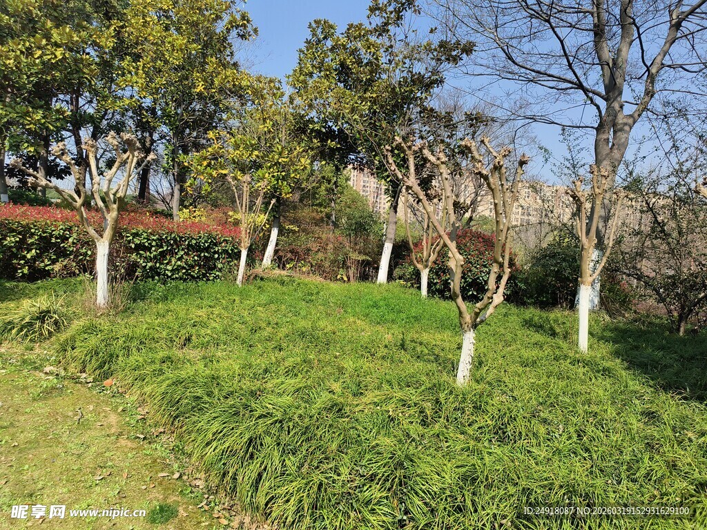 春日葱郁草地与树木