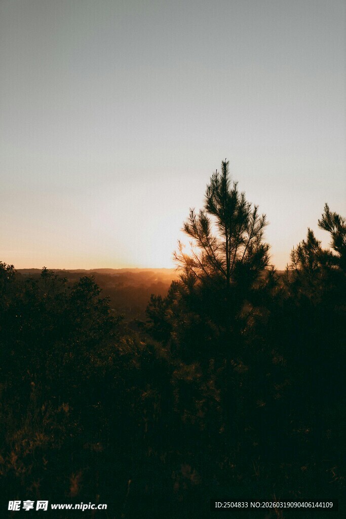 日落时分的松树剪影
