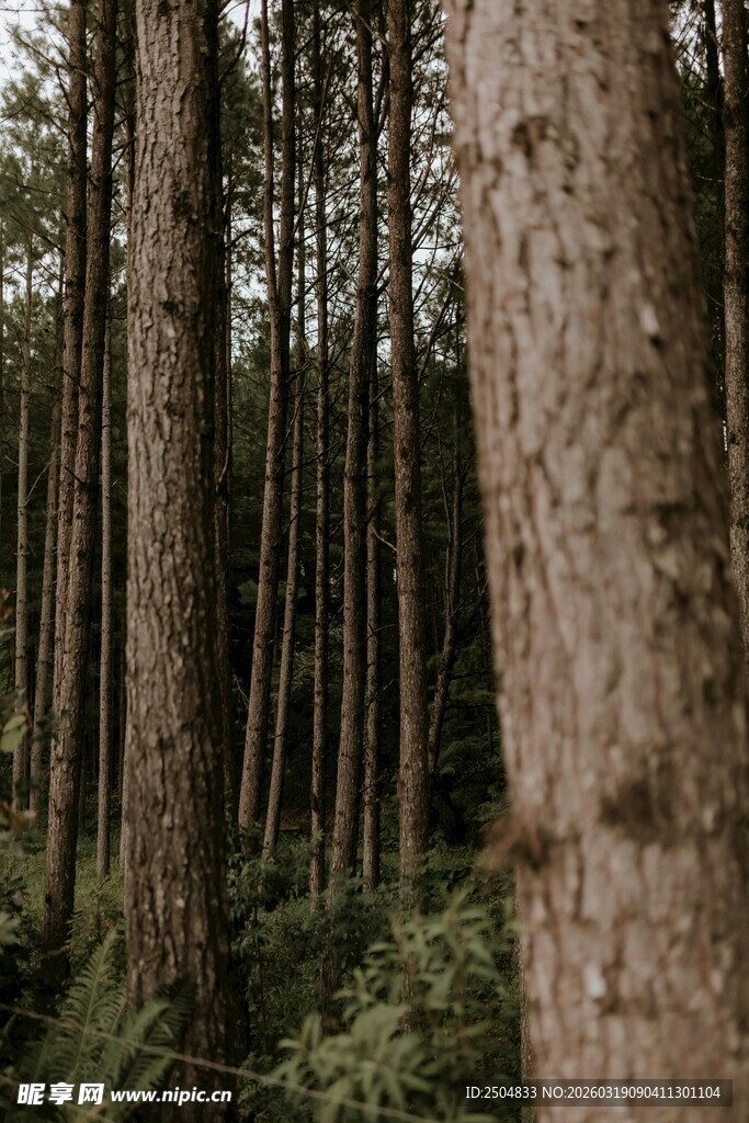 静谧的森林树木景观
