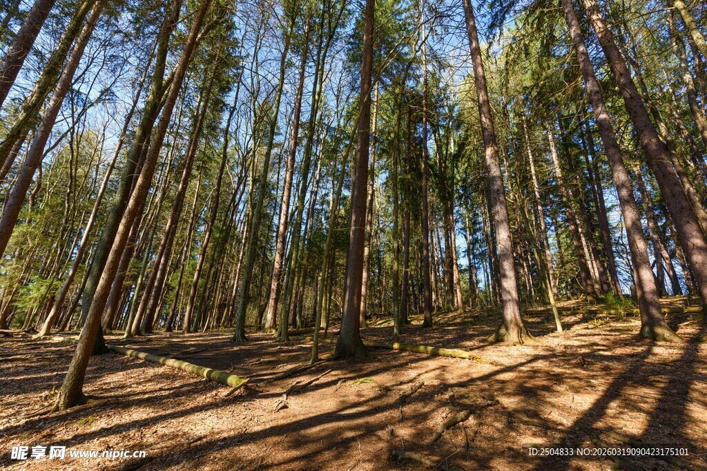 阳光洒落的静谧松树林