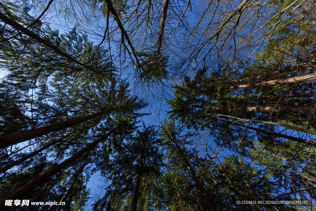 仰望森林树冠的美丽景象