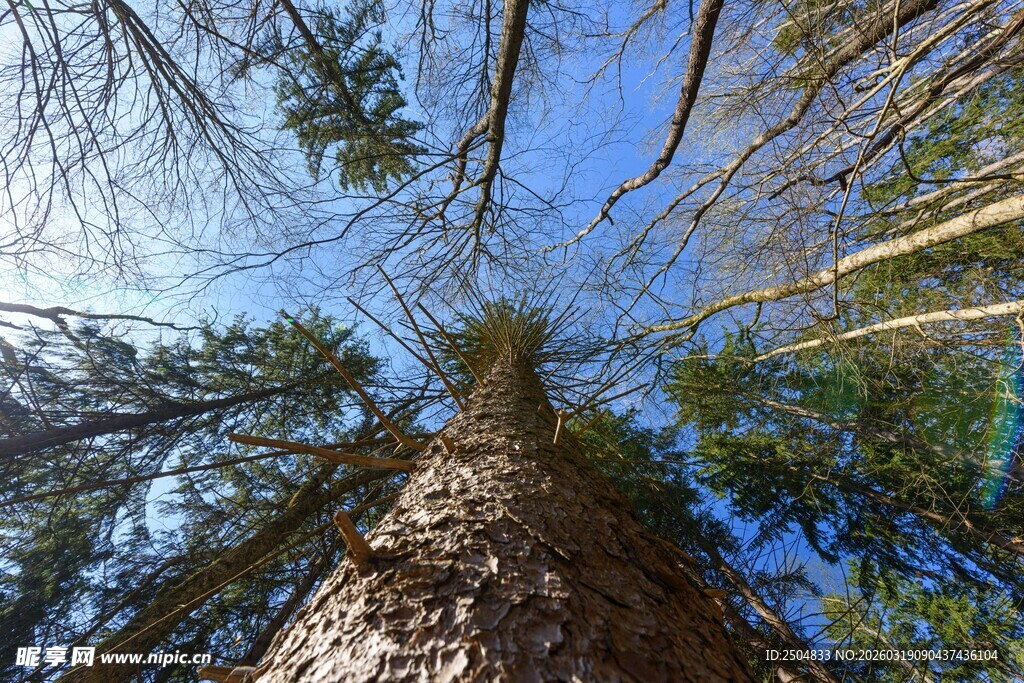 仰视森林中的高大树木