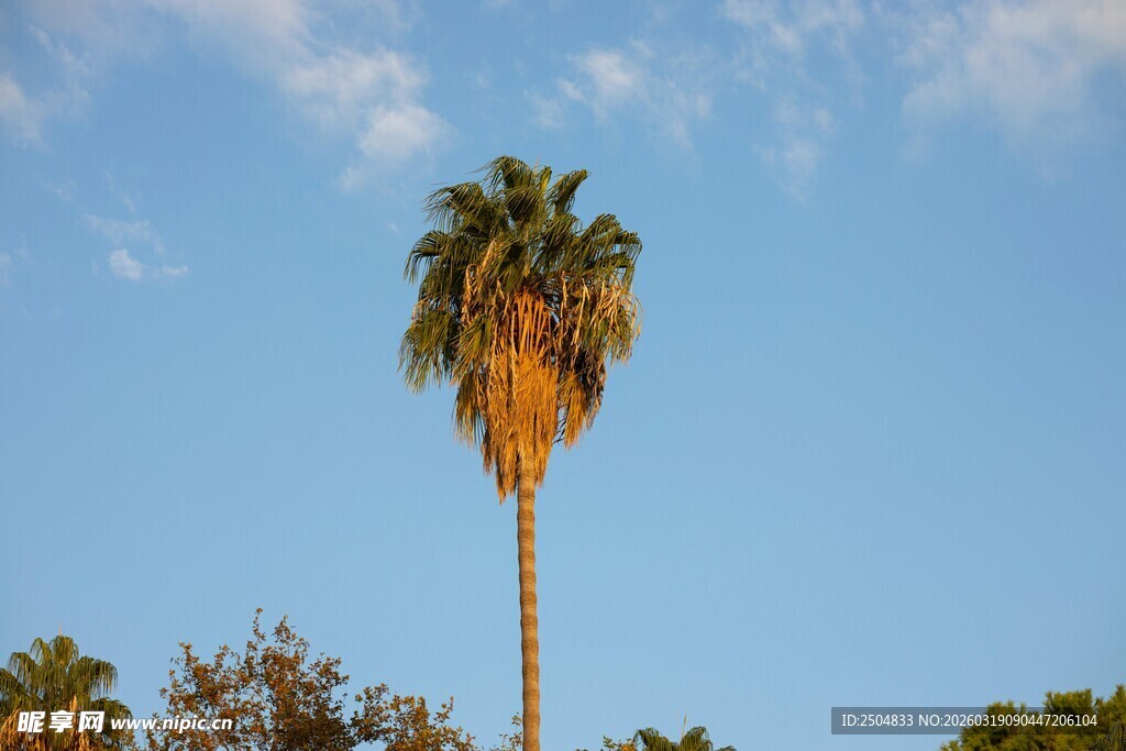蓝天之下的高大棕榈树