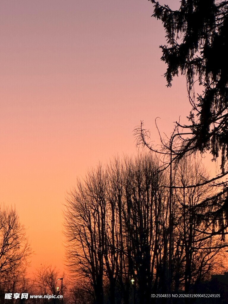 日落时分的树木景观