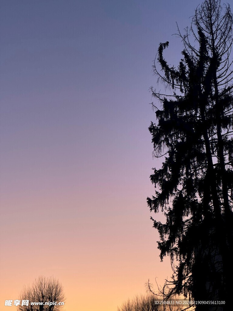 黄昏下的挺拔树木