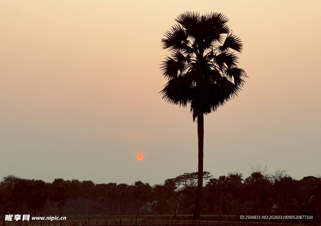 夕阳下的孤棵棕榈树