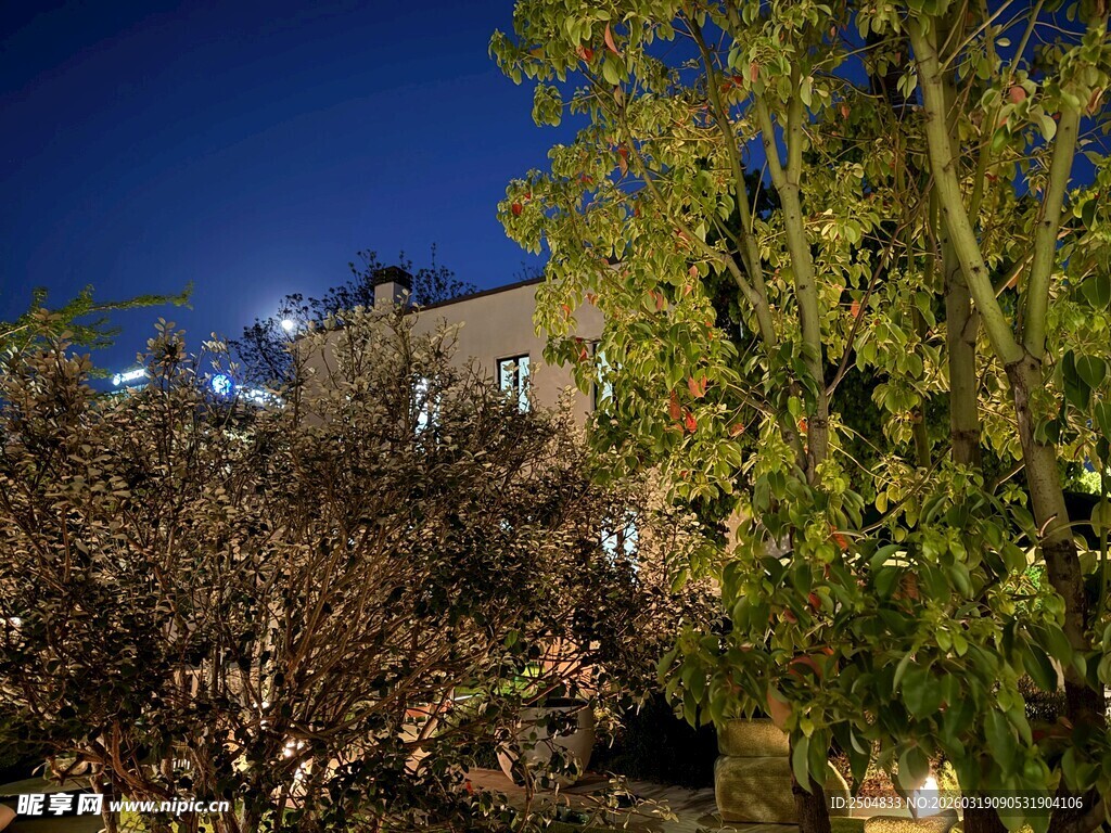 夜幕下的树木与远处建筑