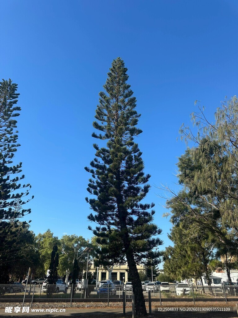 挺拔松树映衬蓝天美景