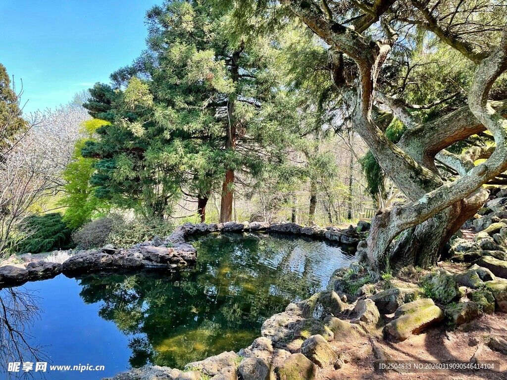 静谧林间池塘景色