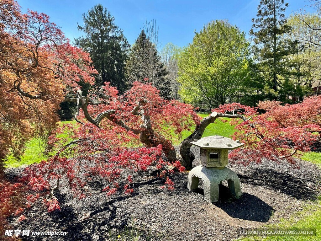 日式庭院中的红枫景观