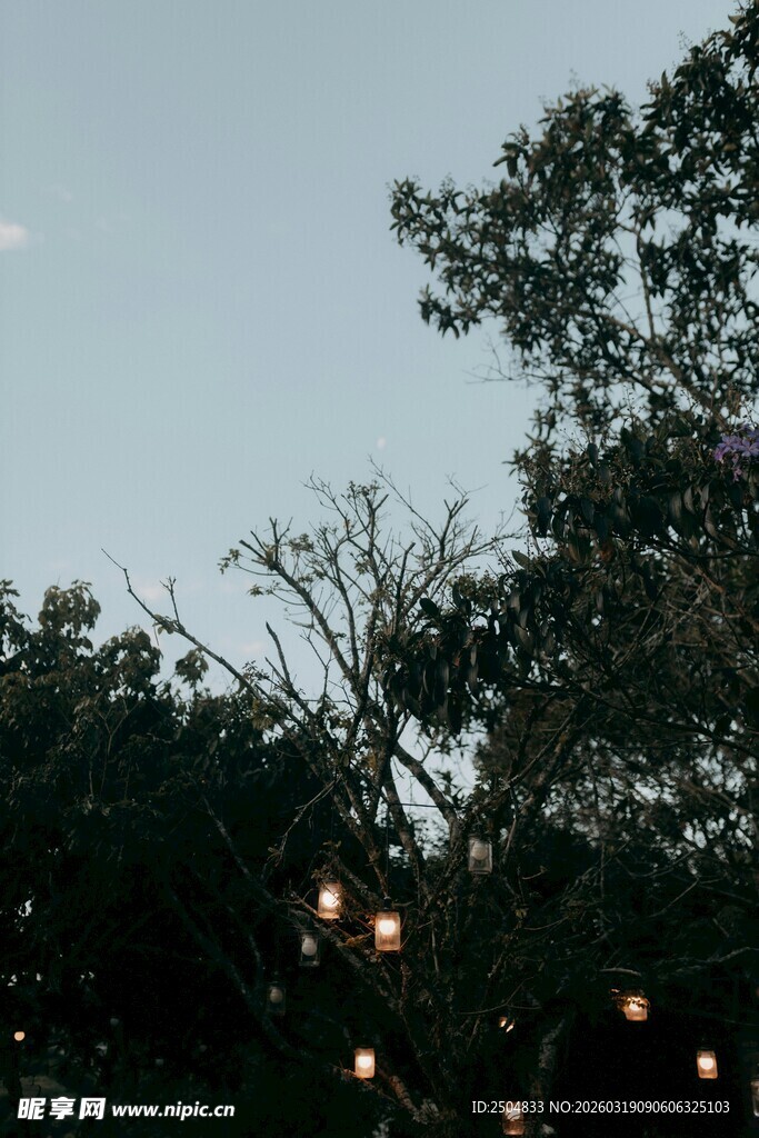 夜幕下树梢与朦胧灯光
