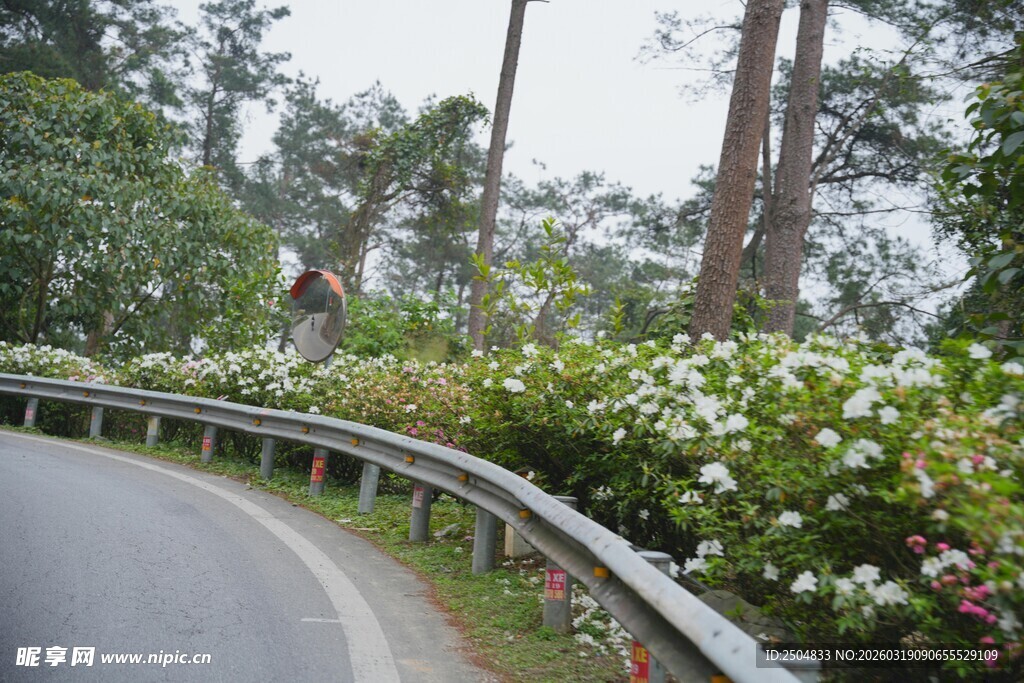 蜿蜒公路旁的繁茂花卉