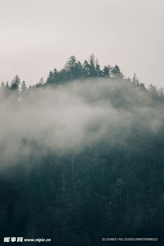云雾缭绕的山林美景