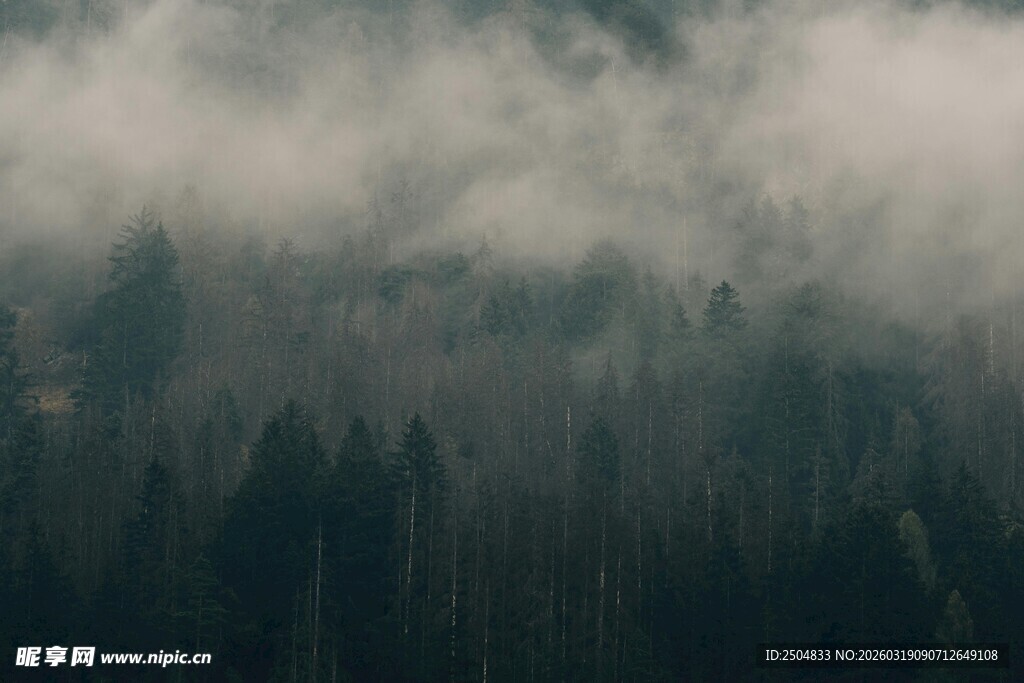 云雾缭绕的茂密森林