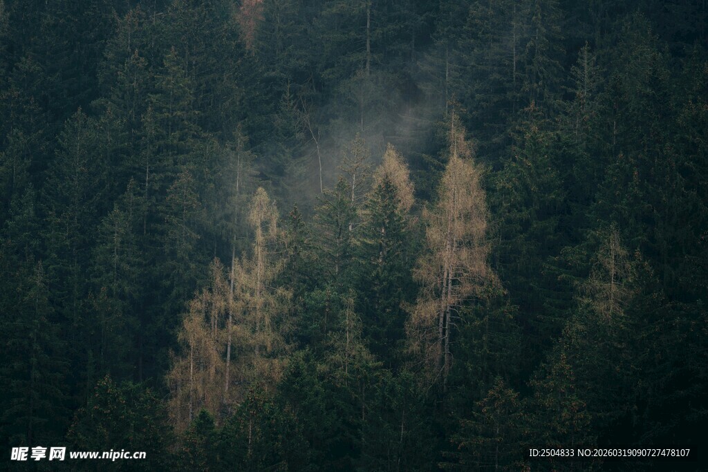山林迷雾中的葱郁树木
