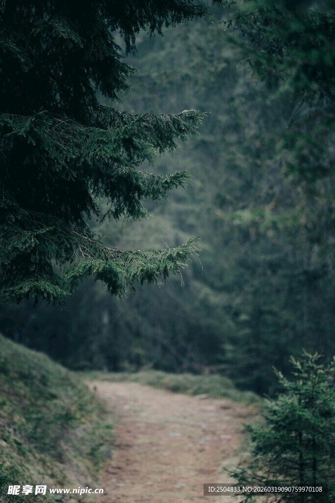 林间小道 静谧森林之景