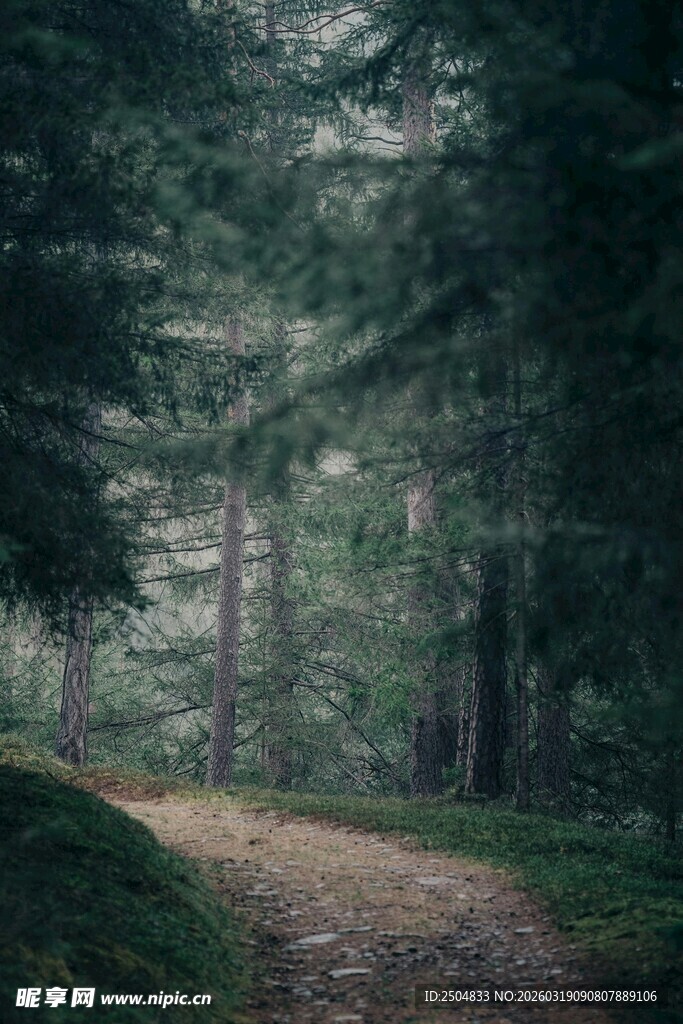 林间幽径 静谧森林之景