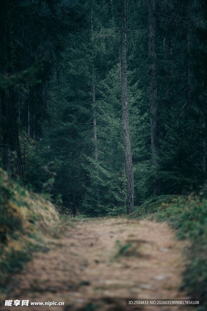 林间幽径 静谧自然之景