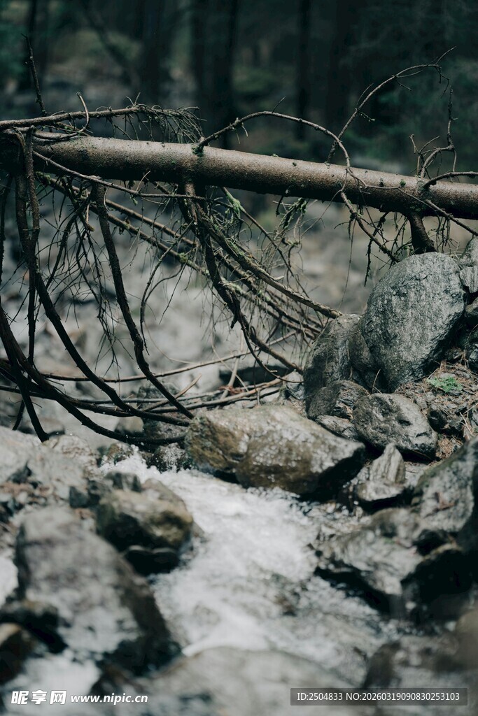 山间溪流与横卧枯木