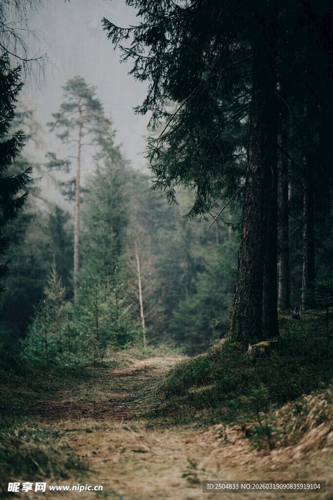 森林中的静谧泥土小径