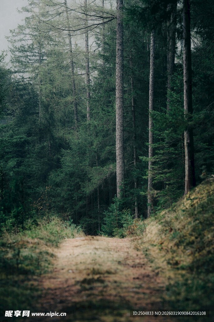 森林中的幽静泥土小径