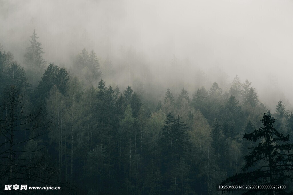雾中森林 静谧自然之景
