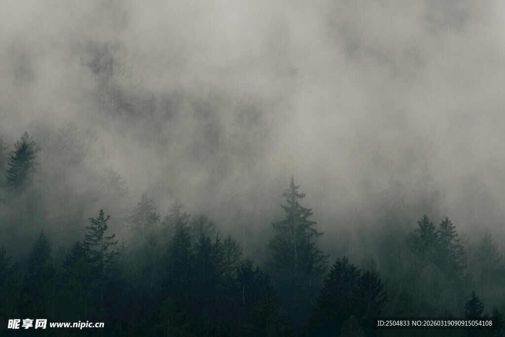 雾中森林 静谧自然之景