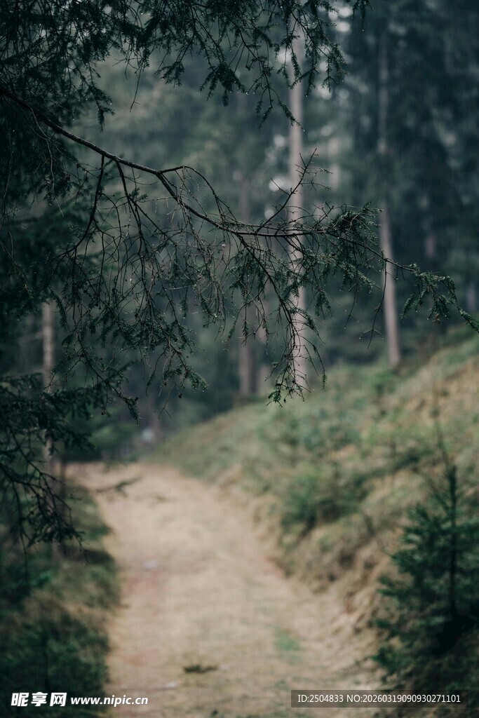 林间小径 静谧自然之景